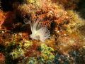   Sealife DC 1400 Pro Duo Flash setting min depth 20m macro settings  